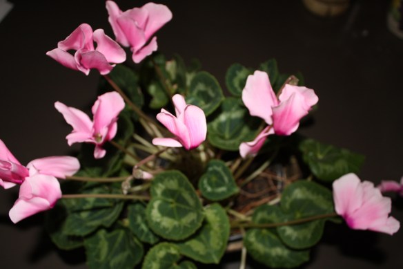 pink pales in comparison . . . . 