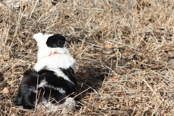 "I'll just keep an eye on him" . . . .