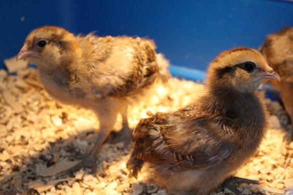 "this isn't such a bad gig!" . . . .