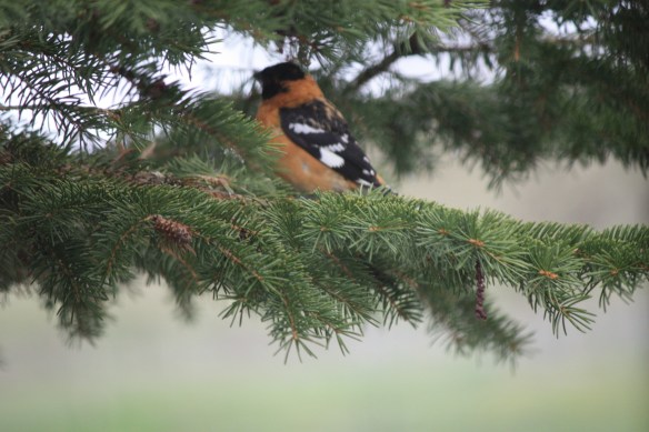 "Guess I'll get comfy and watch the action" . . . . 