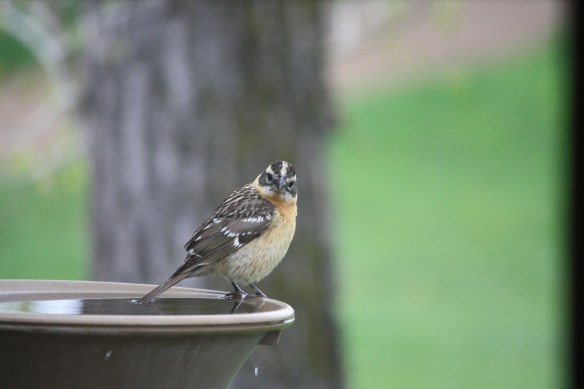 "What does a guy have to do to get service?" . . . . 