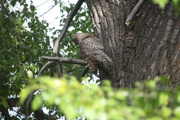 "Ha!  You can't get me!" . . . . 