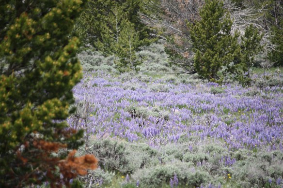 Lupine meadow takes our breath away . . . . 