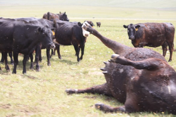 A costly lightning strike . . . . 