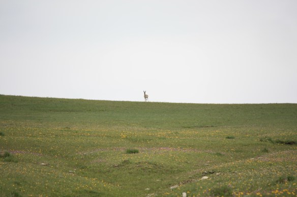 "I'm on top of my mountain" . . . . 