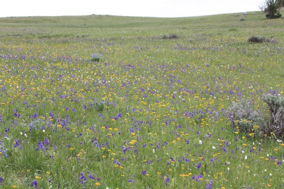 Jimmy's flowers . . . . 