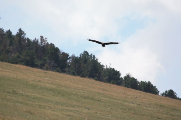 hey, come back! . . . . 