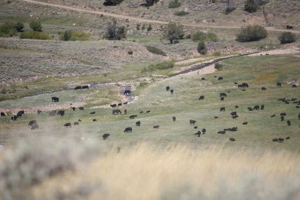 a valley full of beef on the hoof . . . . 