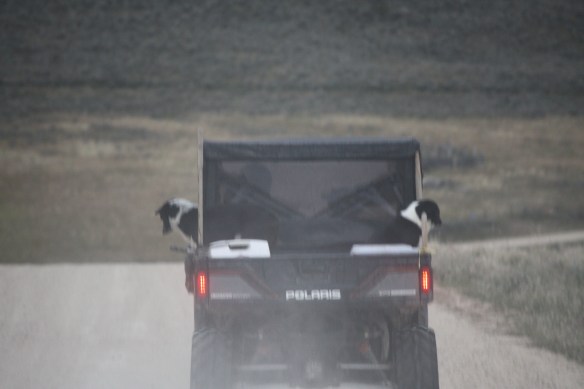 dogs on an outing . . . . 