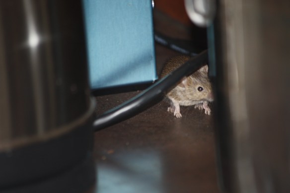 "Who moved the honey?" 