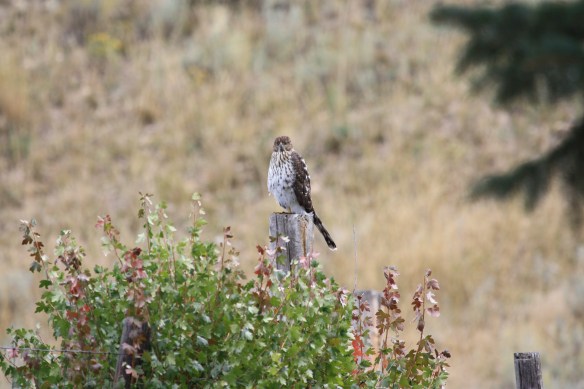 looking at you, kid . . . .