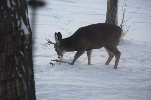 working for a meal . . . .