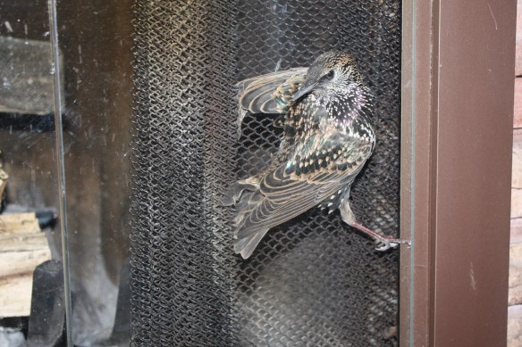 a startled starling . . . .