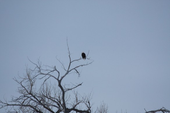 A mature "baldie" hangs out in the tree top . . . .