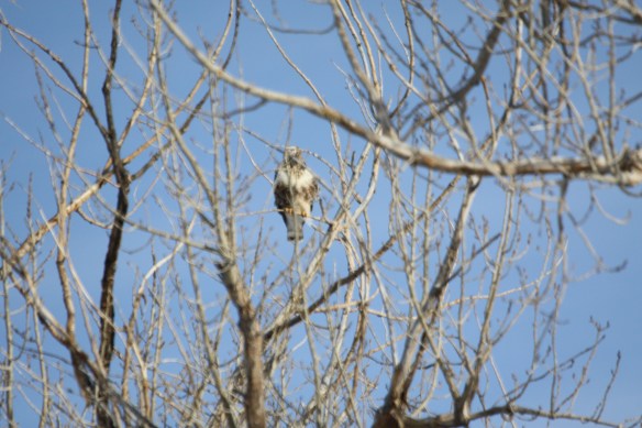 Rough legged hawk . . . .
