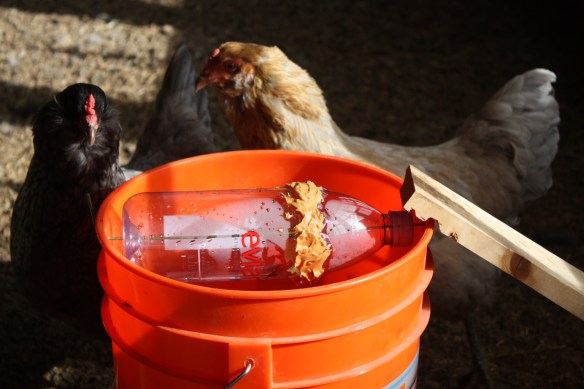 "Do you think this is a new watering bucket?" . . . . 