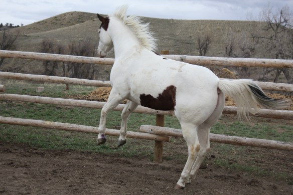 "Maybe I'll just jump the fence and have some grass" . . . .