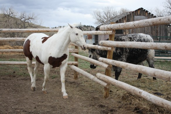 " No you don't eat my hay!"