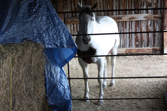 "Ill pout in the barn for awhile for a little pity" . . . .