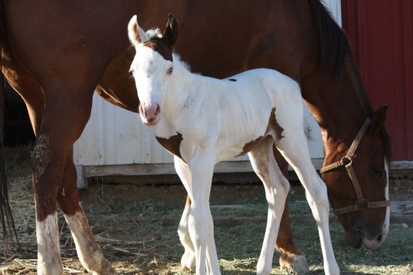 Staying close to Mom . . . . 