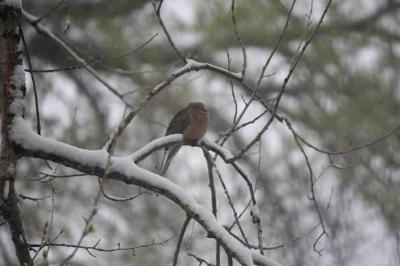 "This springtime in Wyoming is a bust!" . . . . 