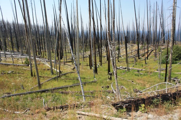 Bereft of wildlife . . . . 