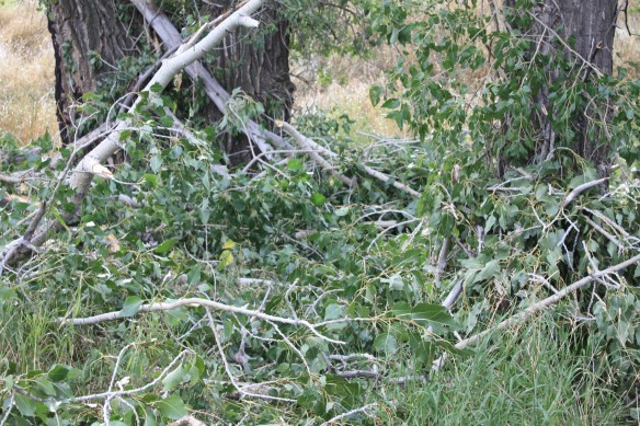 looking like wind . . . . 