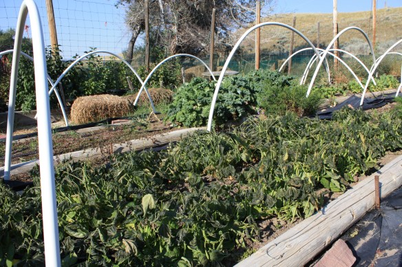 frost in August? . . . . 