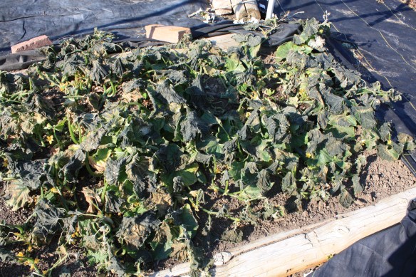 end of cucumbers . . . . 