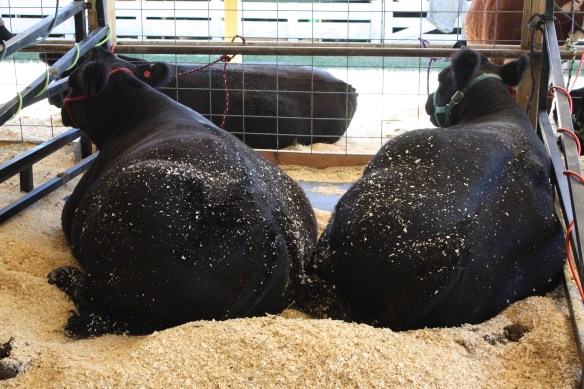 Which twin has the tony? . . . . 