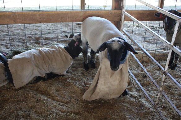 "I feel naked!" . . . . 