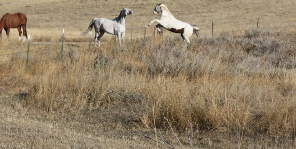 "what do I have to do to get some attention?" . . . . 