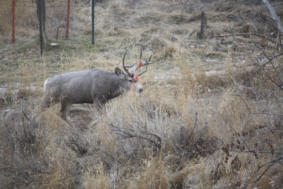 Decorated for Christmas . . . . 