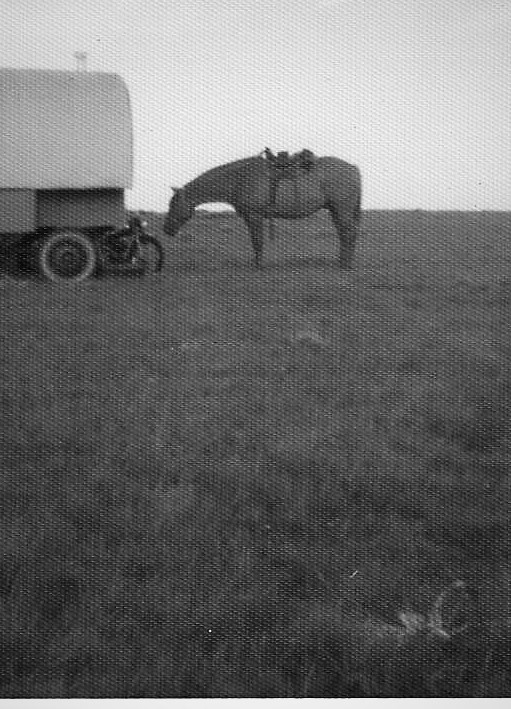 cattle drive 13 (2).jpg