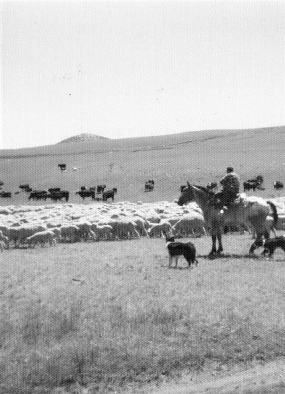 cattle drive 6 (2).jpg